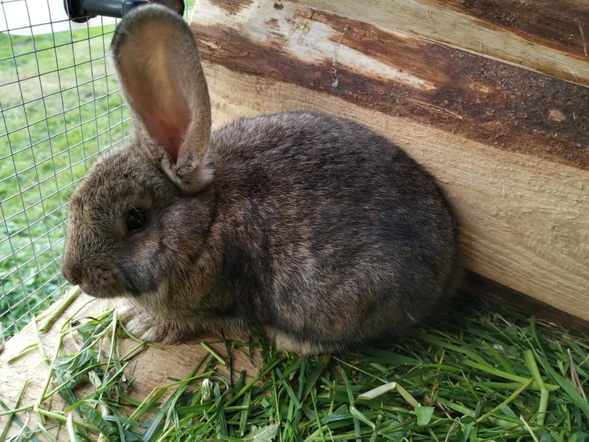Pokoje Goscinne Pod Limbami Ciche Małe Exteriör bild